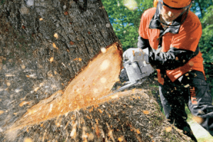 tree removal services in Michigan