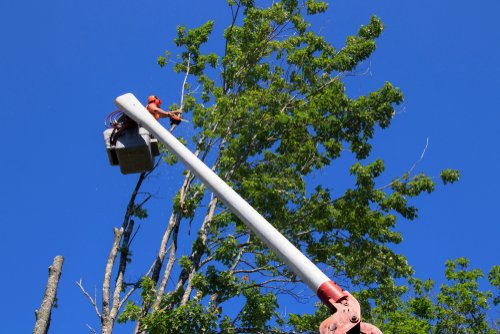 What To Consider Before Lansing Tree Removal
